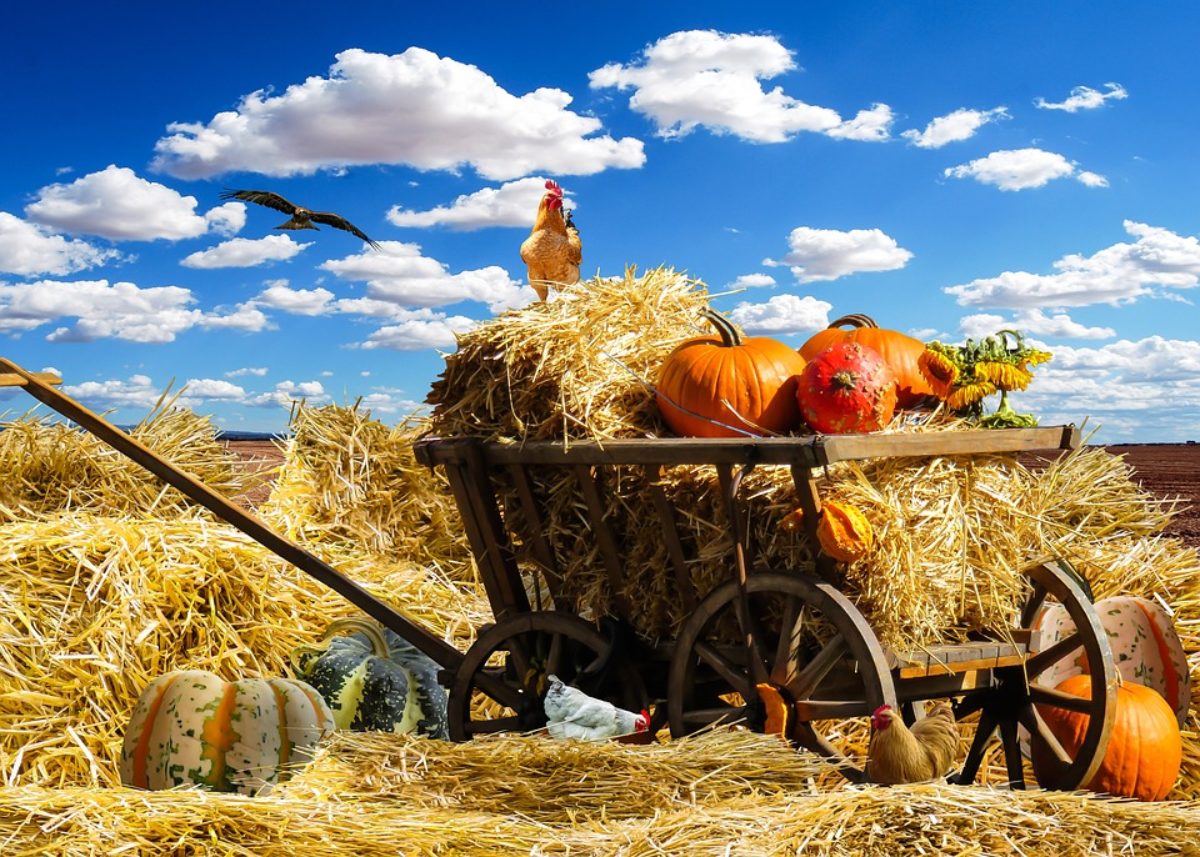 Quante Giornate Lavorative Servono Per Ottenere La Disoccupazione Agricola Proiezioni Di Borsa