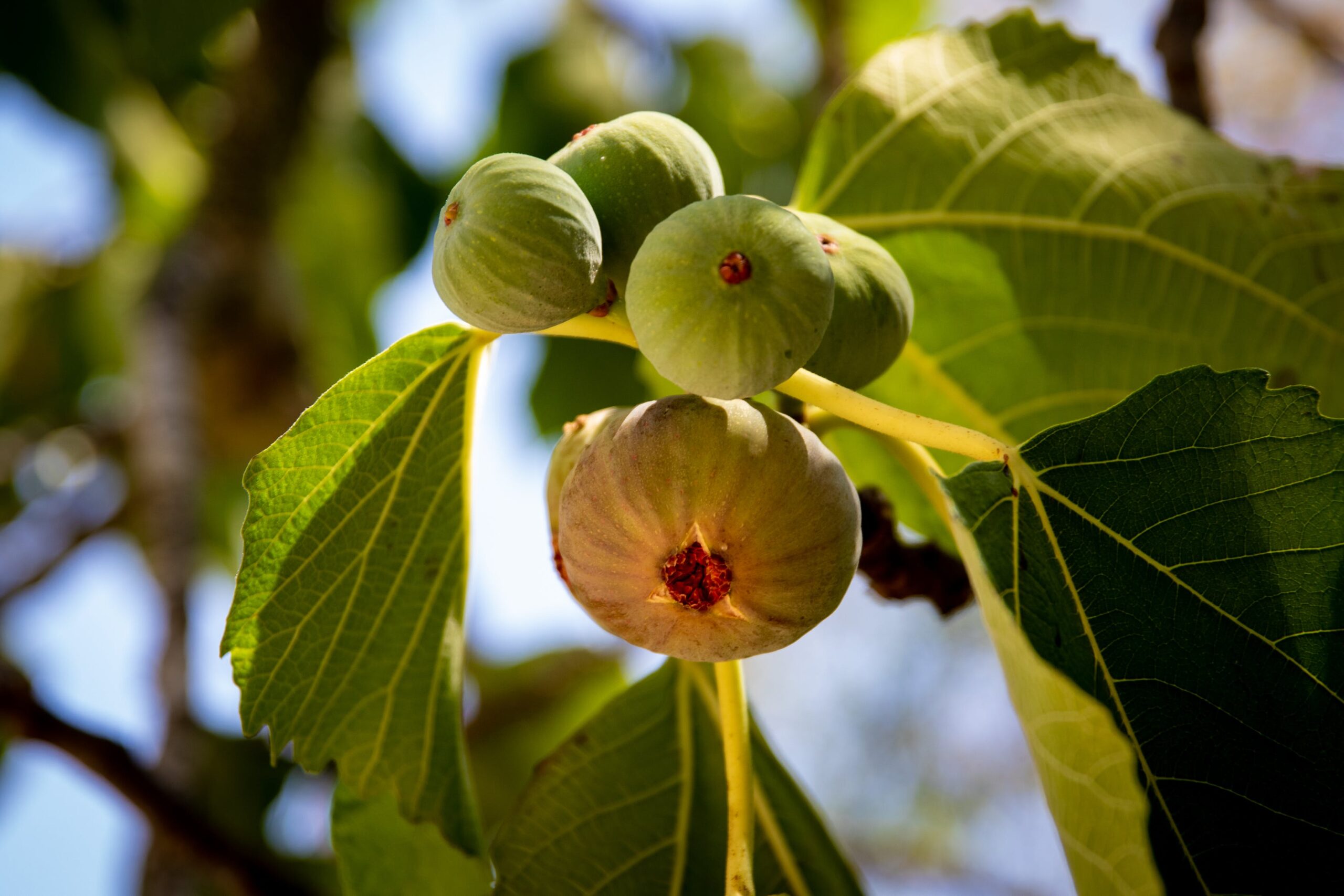 How Many Figs Can You Eat Per Day Without This Side Effect Archyworldys