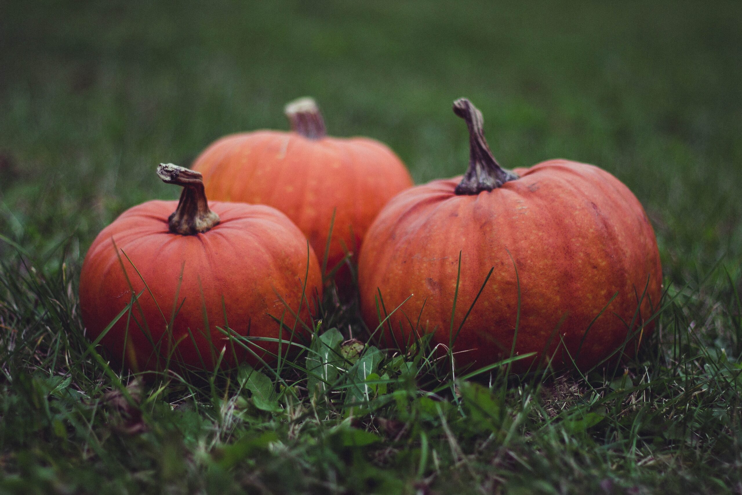 Only a few know the 3 perfect remedies to get rid of pumpkin pests