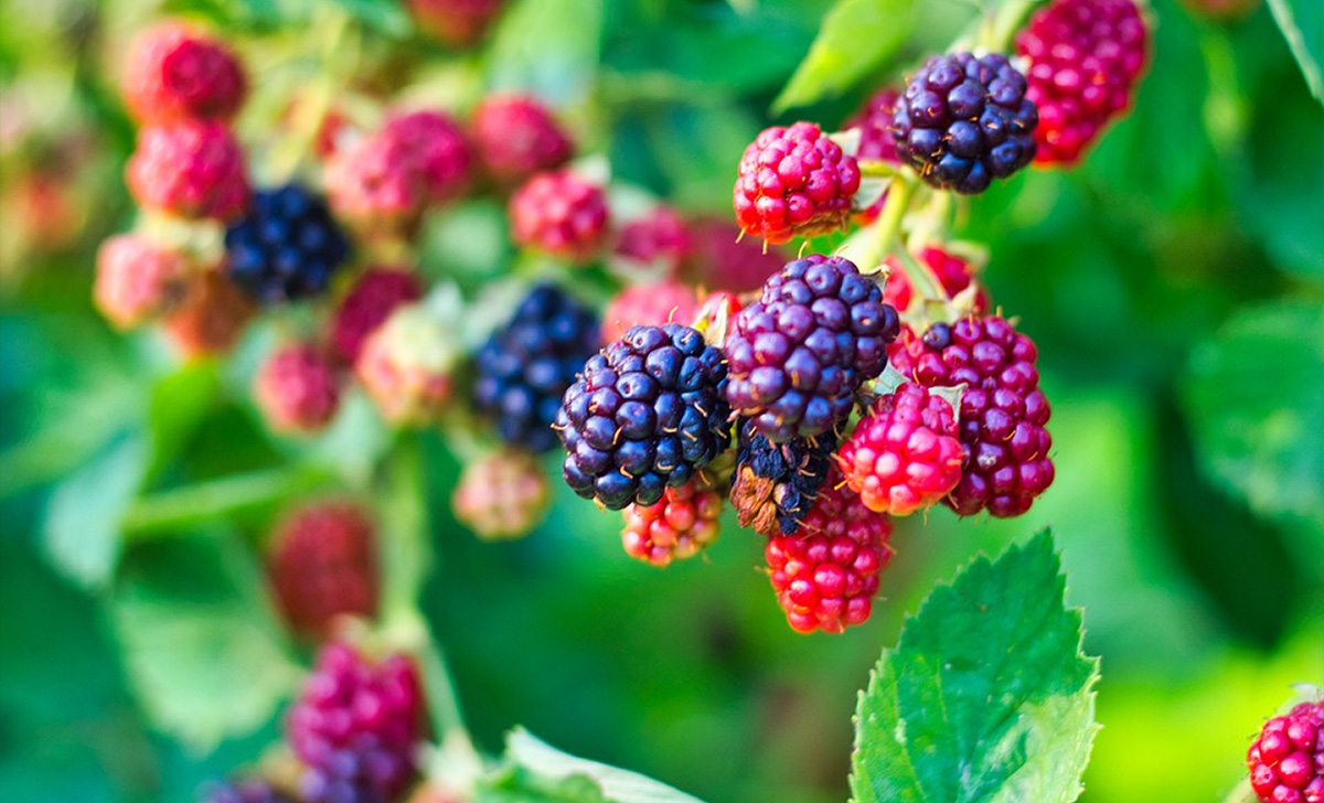 Esta fruta de verano que protege el corazón es perfecta para reducir la presión arterial y el colesterol.