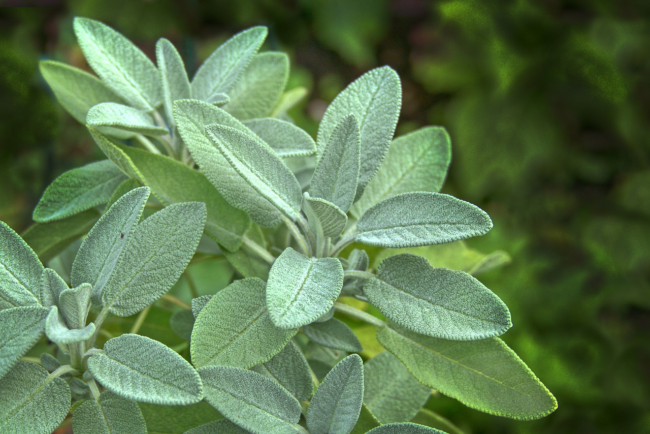 se-la-pianta-della-salvia-ha-questi-brutti-buchi-ecco-spiegato-perch-e