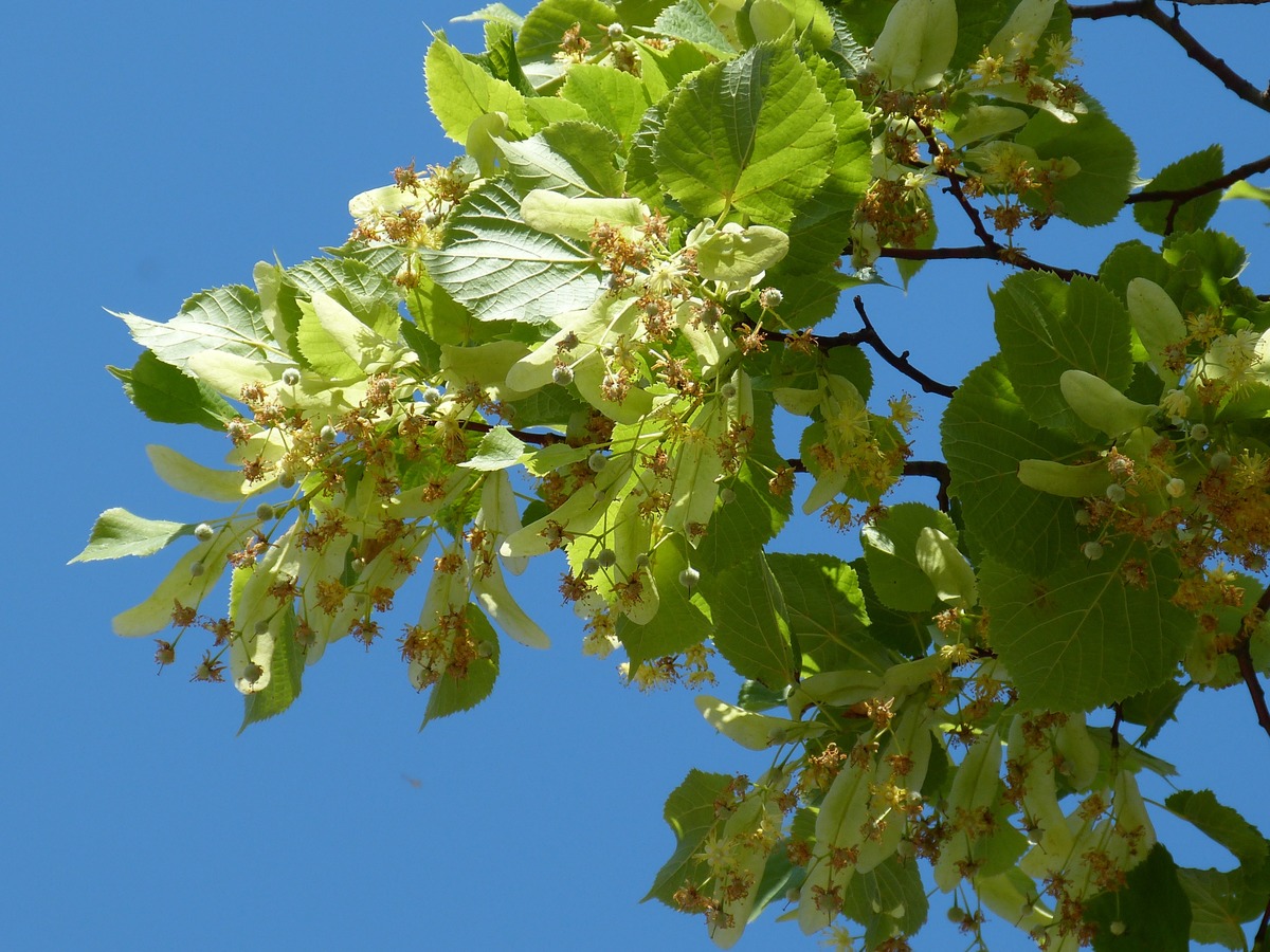 Few people know about this amazing natural drink that controls tachycardia anxiety and protects the respiratory tract