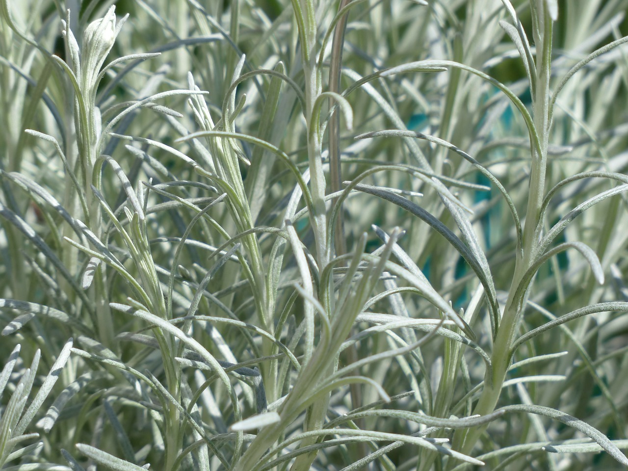 No es lavanda pero tiene un olor fuerte, se usa en la cocina y es buena para la salud.