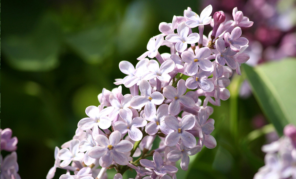 Those who have these beautiful flowers in the garden often do not know that they are also a precious ingredient in the kitchen