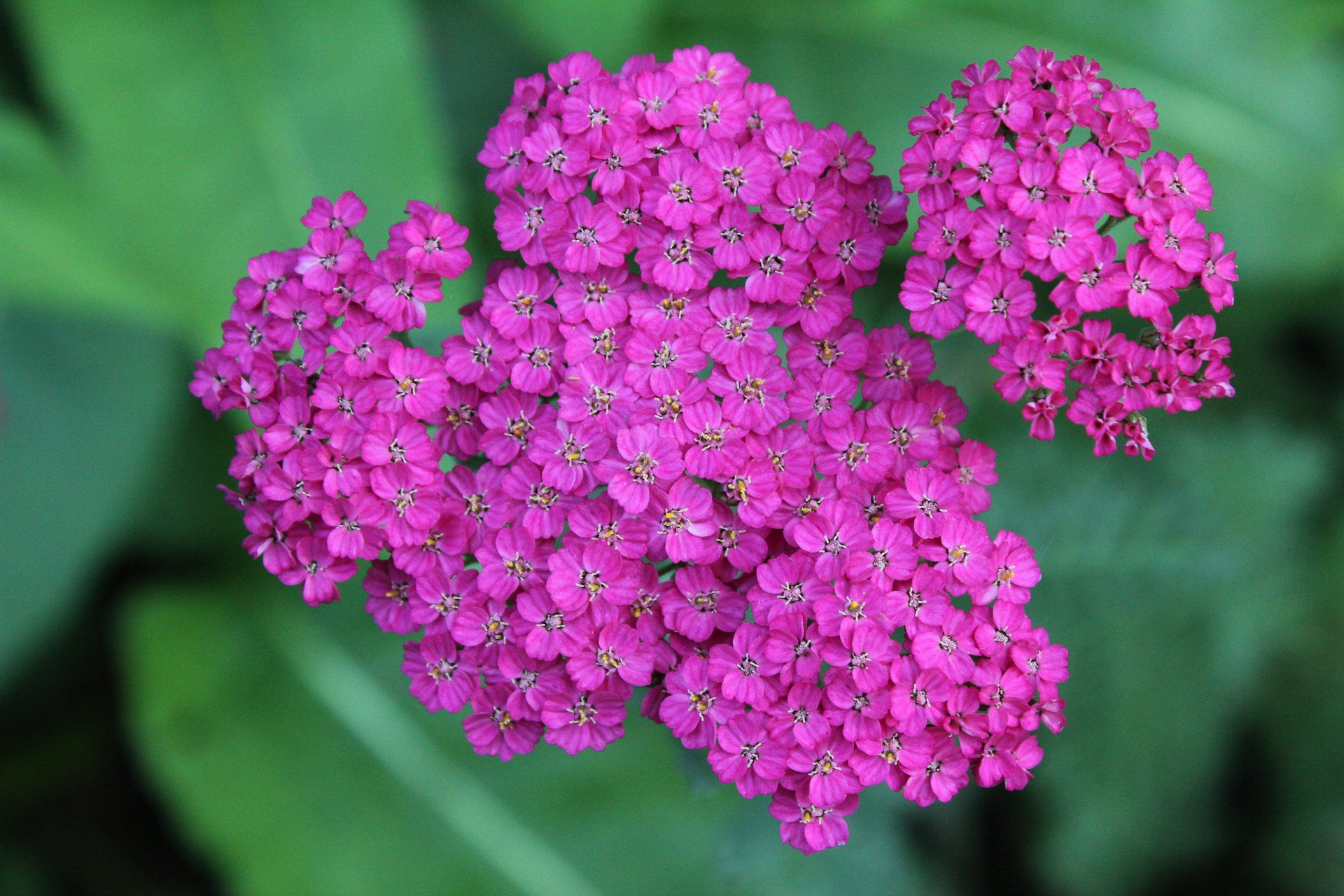 This plant cannot be missing if we want colorful flowers all summer long