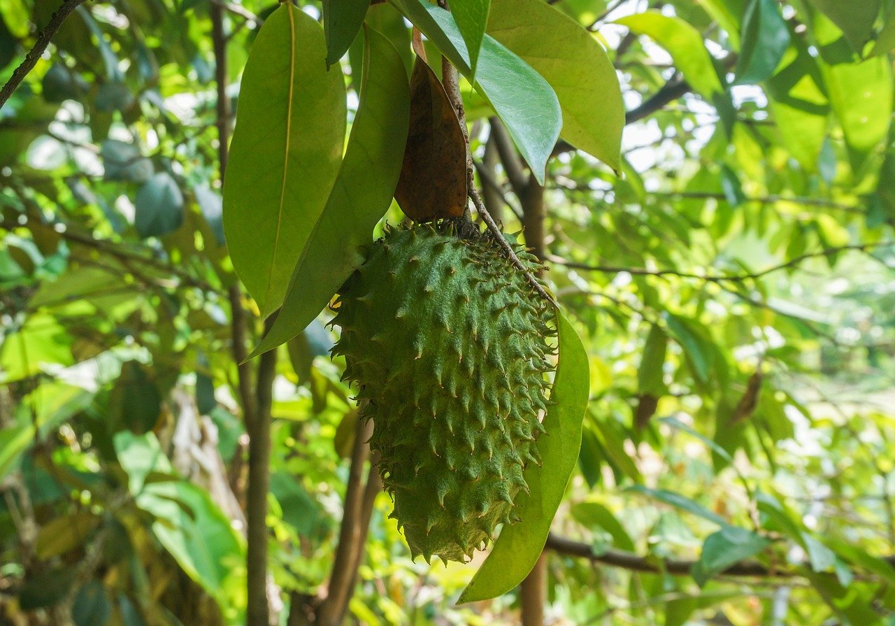 The benefits not only for the health of this fruit with a similar flavor to strawberries