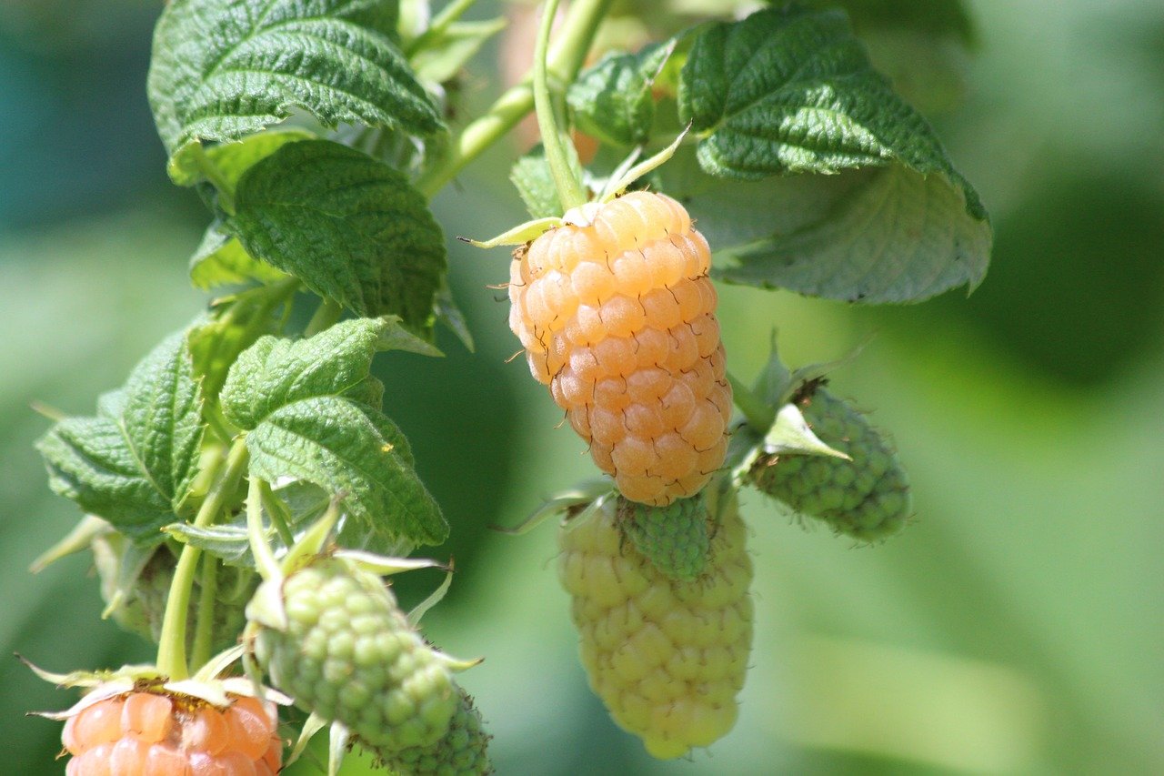 Only a few people know about this delicious fruit and very rich in vitamins B and C