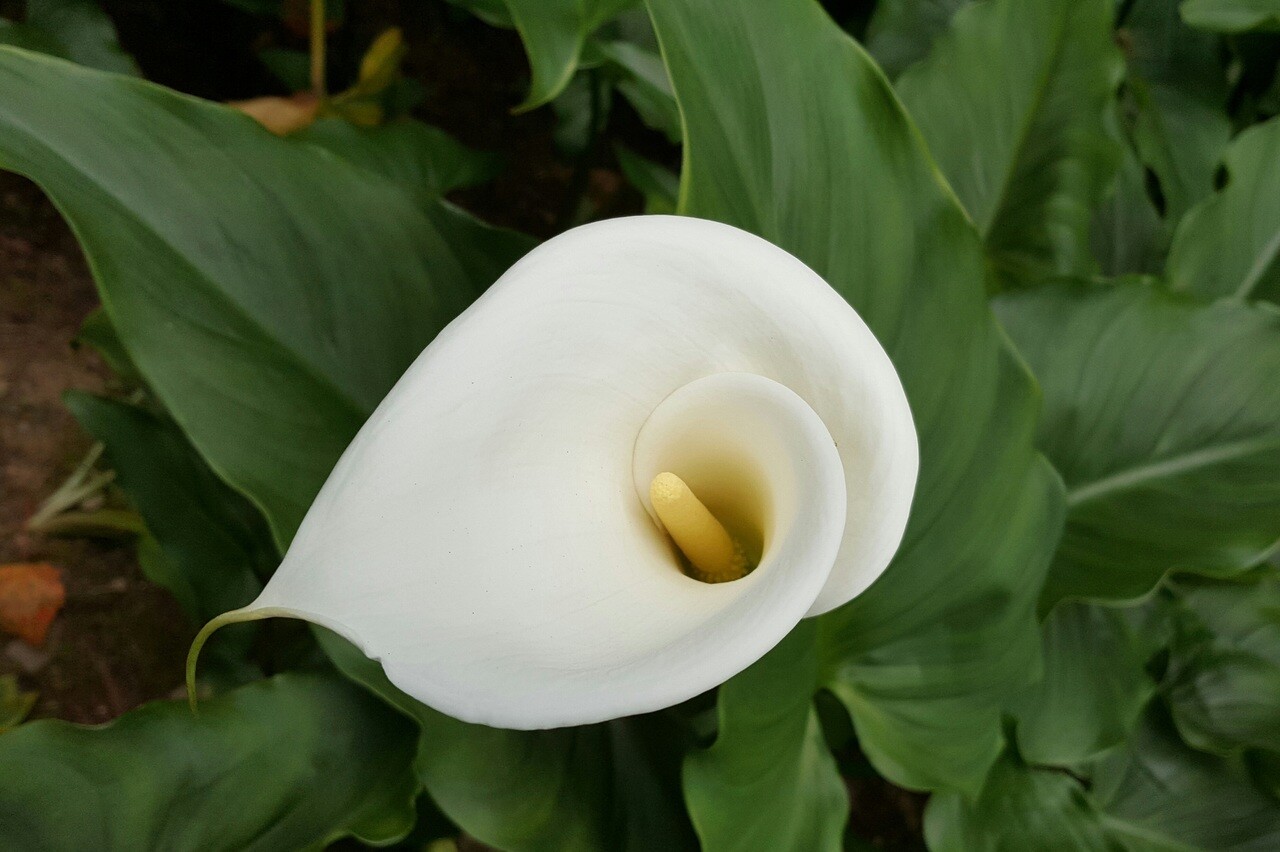 To stimulate the flowering of the calla lilies and have them beautiful and fragrant, here is the nutrient-rich fertilizer to be administered in pots